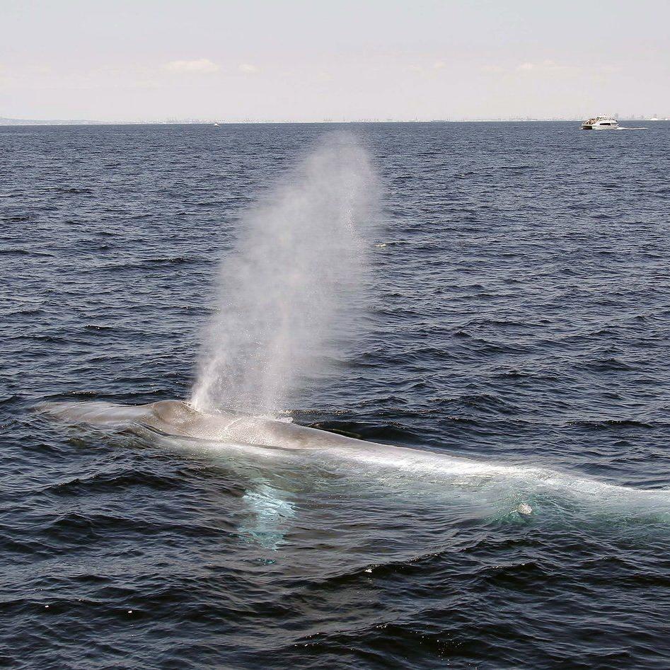 Some whales sing low enough to be 'acoustically invisible' to predators: research